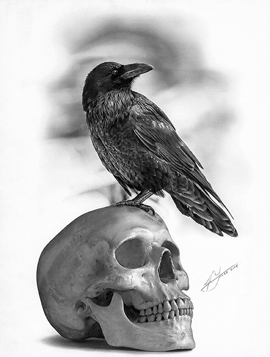 The Raven and The Skull Pencil Drawing Portfolio of Julio Lucas